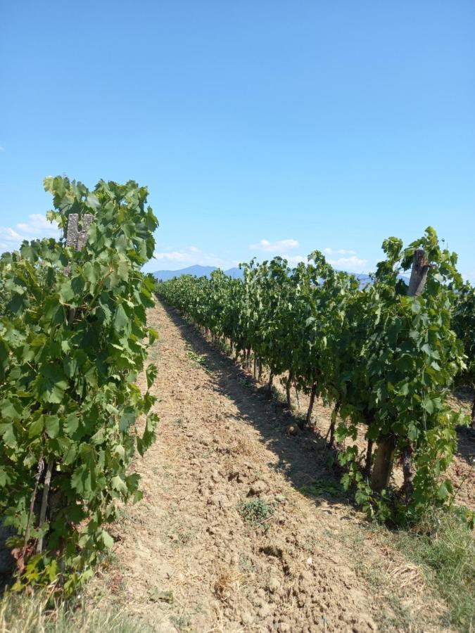 La Quiete Tra Le Vigne Tuscany Collesalvetti Exteriör bild