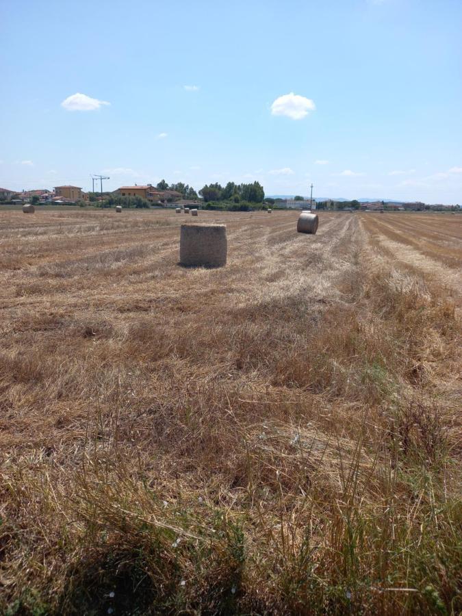 La Quiete Tra Le Vigne Tuscany Collesalvetti Exteriör bild