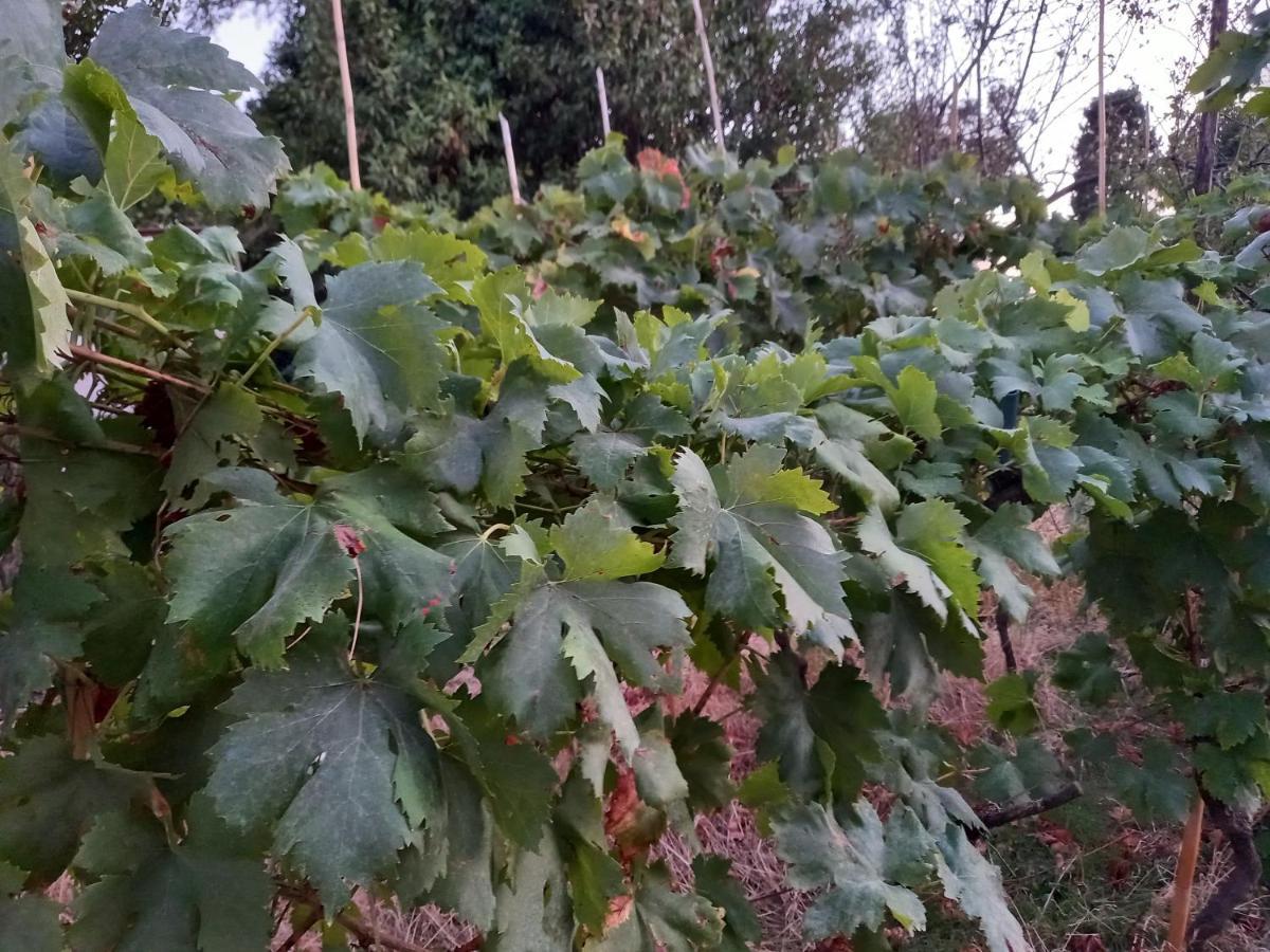 La Quiete Tra Le Vigne Tuscany Collesalvetti Exteriör bild