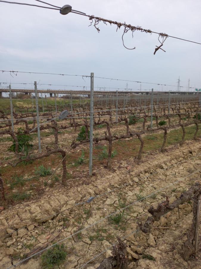 La Quiete Tra Le Vigne Tuscany Collesalvetti Exteriör bild