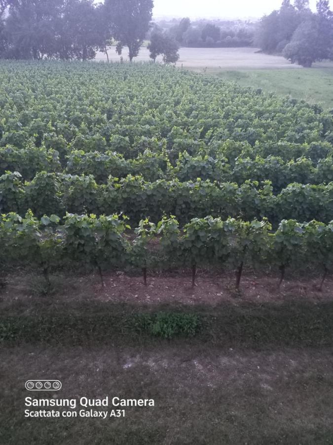 La Quiete Tra Le Vigne Tuscany Collesalvetti Exteriör bild